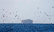 WI62:: Short-tailed Shearwaters 2