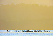 Southport Lagoon