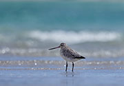 Bar-tailed Godwit, Robbins Island
