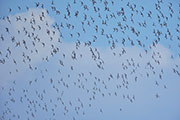 Migratory birds, Robbins Island