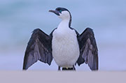 Blue-faced Cormorant
