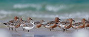 Red Knots and Sanderling, Robbins Island 1