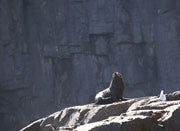 Australian Fur Seal, South Bruny NP 2