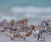 Red Knots and Sanderling, Robbins Island 2
