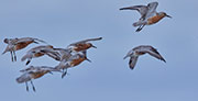 Red Knots, Robbins Island