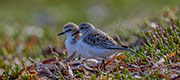 Red-capped Plover and Red-necked Stint, Robbins island