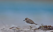 WI73 ::Double-banded Plover, Robbins Island