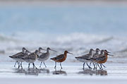 Bar-tailed Godwits, Robbins Island