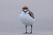 Red-capped Plover, Robbins Island