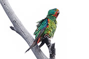 Swift Parrot