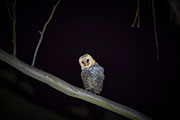 Tasmanian Masked Owl 2