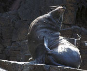 Australian Fur Seal, South Bruny NP