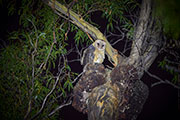 Tasmanian Masked Owl 3