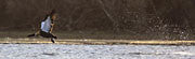 Australian shelduck