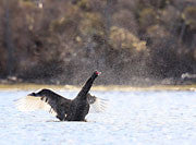 Black swan